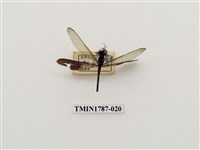 藏品(南非昆蟲)的圖片